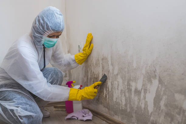 Certified Mold Removal in Seabrook, SC