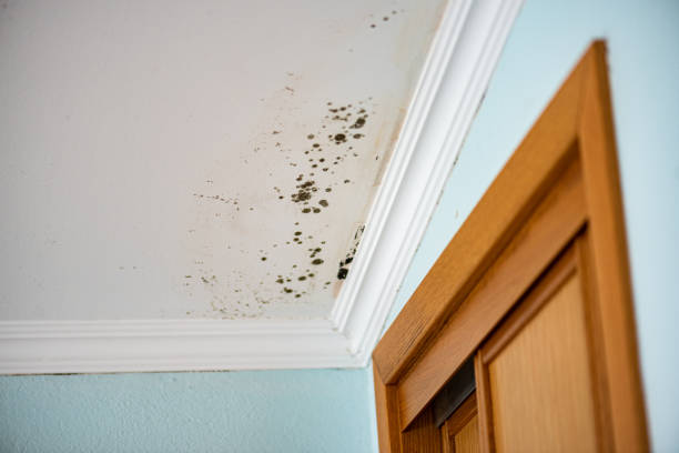 Best Mold Damage Repair  in Seabrook, SC