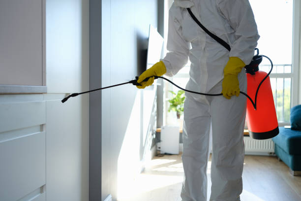 Best Black Mold Removal  in Seabrook, SC