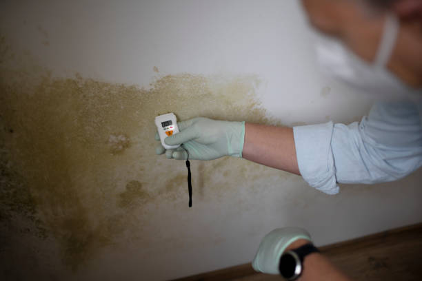 Best Mold Testing  in Seabrook, SC
