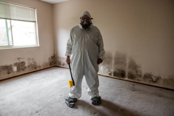 Trusted Seabrook, SC Mold Removal Experts